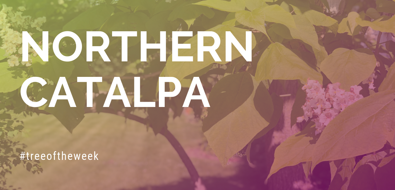 Tree of the Week: Northern Catalpa