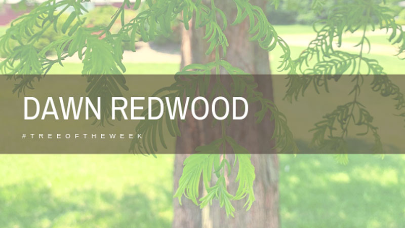 Tree of the Week: Dawn Redwood