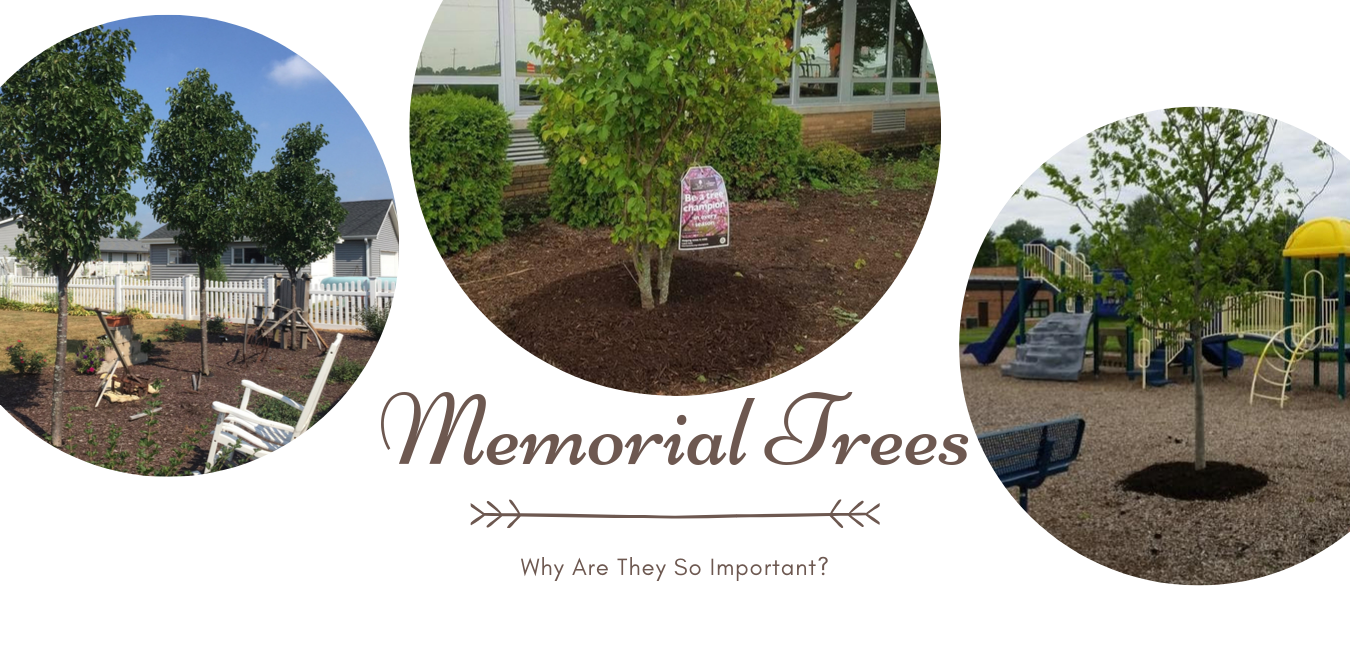 Memorial Trees: Why Are They So Important?
