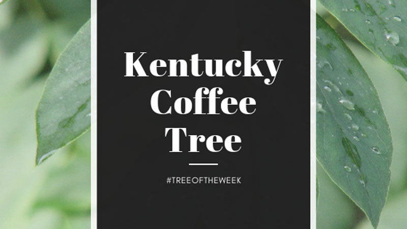 Tree of the Week: Kentucky Coffee Tree
