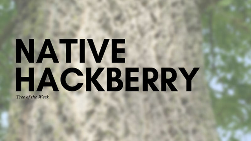 Tree of the Week: Native Hackberry