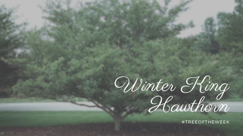 Tree of the Week: Winter King Hawthorn