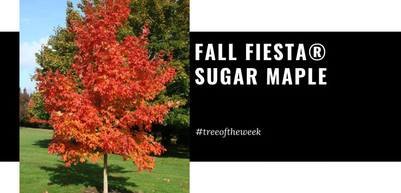 Tree of the Week: Fall Fiesta® Sugar Maple