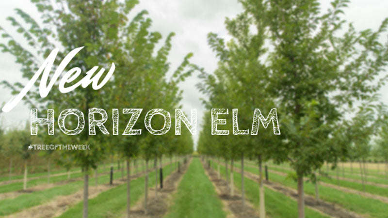 Tree of the Week: New Horizon Elm