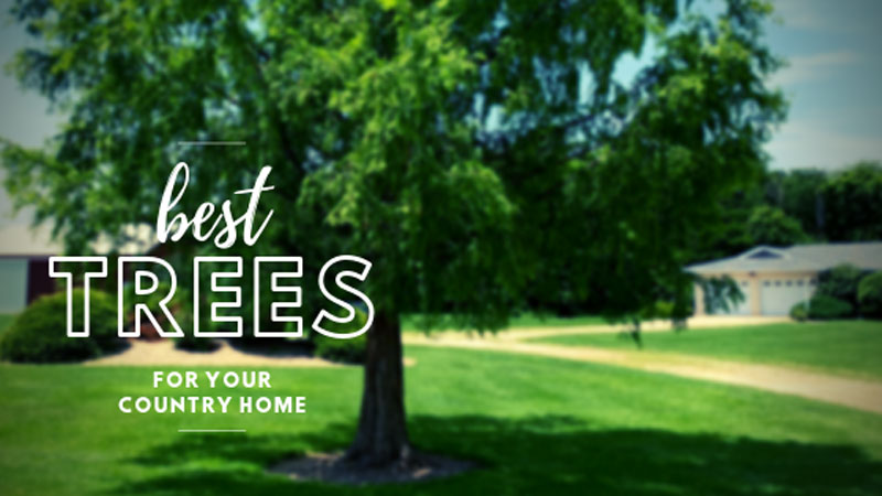 Best Trees for Your Country Home