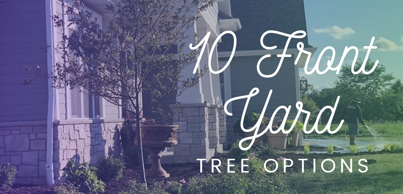 10 Front Yard Tree Options