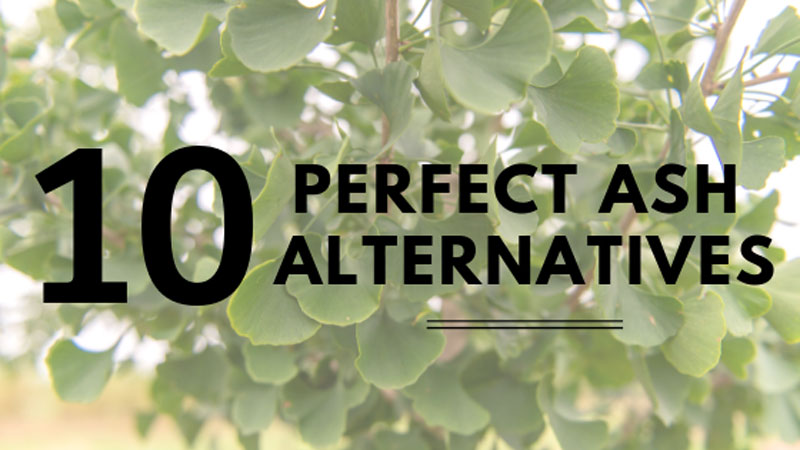 10 Perfect Ash Tree Alternatives
