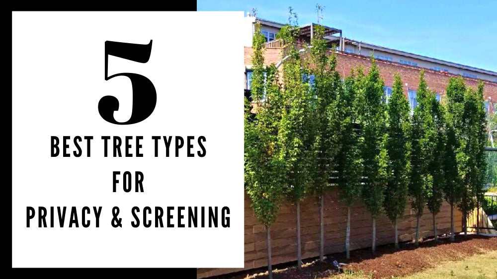 5 Best Tree Types for Privacy & Screening
