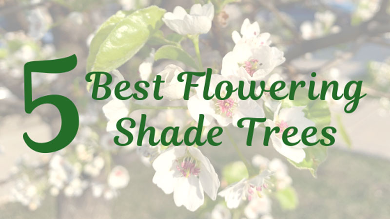 5 Best Flowering Shade Trees