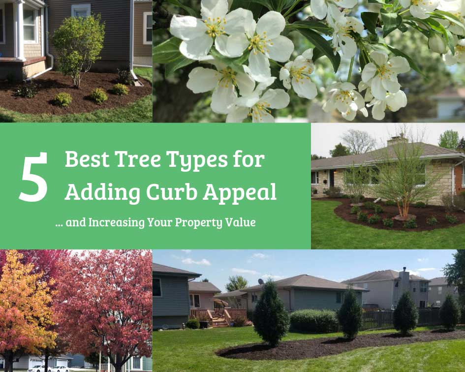 5 Best Tree Types for Adding Curb Appeal and Increasing Your Property Value