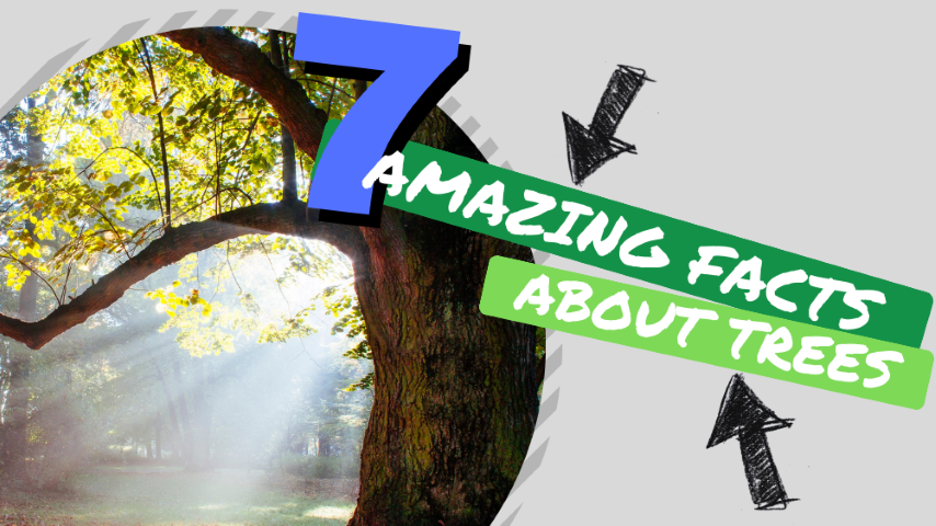 7 AMAZING Facts About TREES!