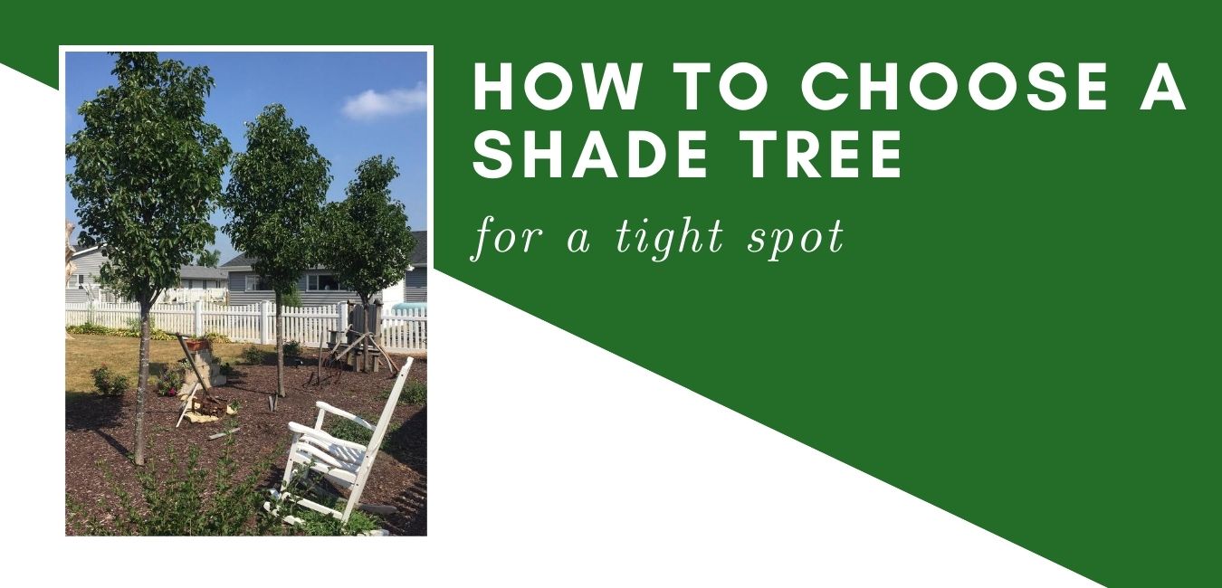 How to Choose a Shade Tree for a Tight Spot