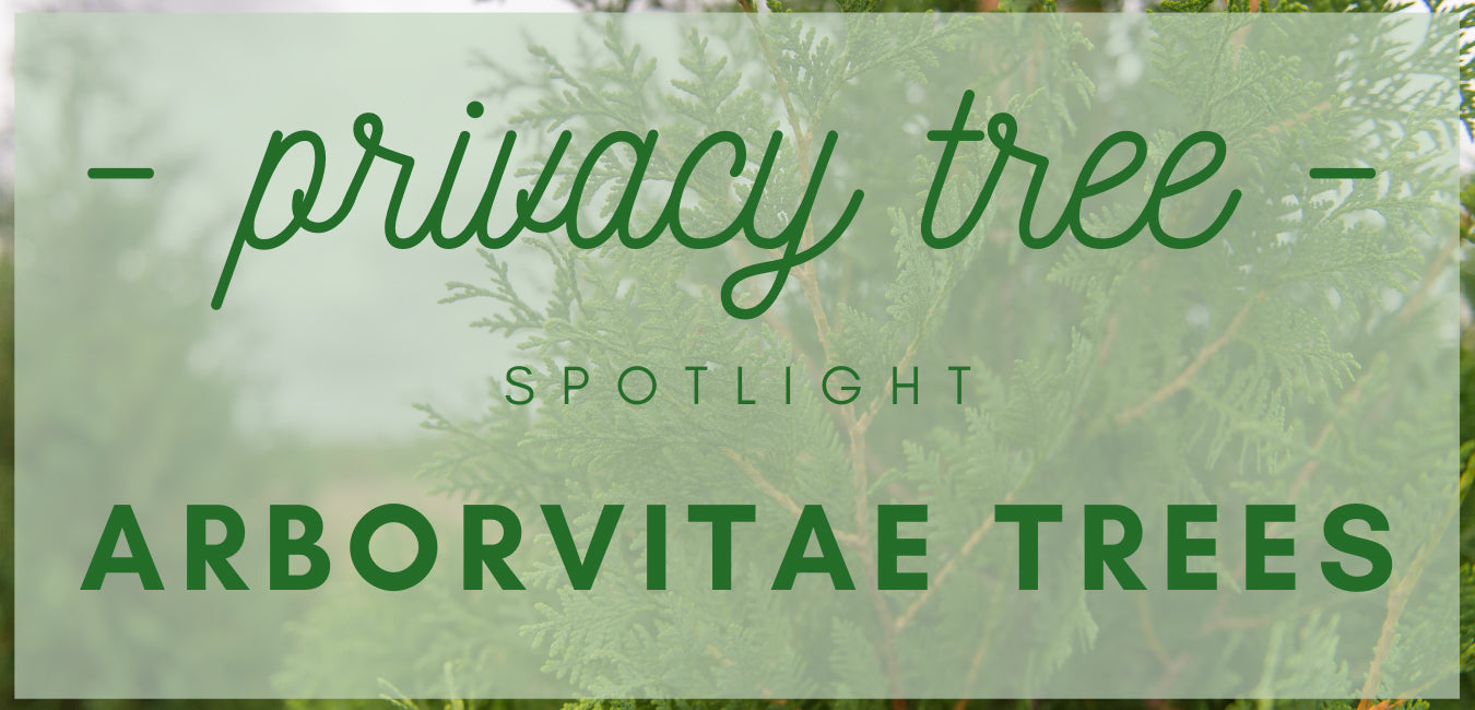 Privacy Tree Spotlight: Arborvitae Trees