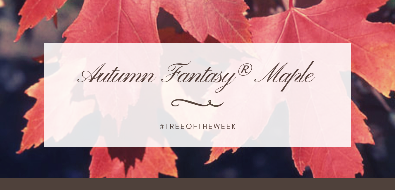 Tree of the Week: Autumn Fantasy Maple