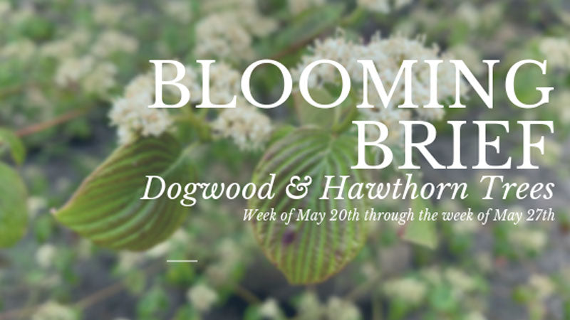 Blooming Brief: Dogwood & Hawthorn Trees
