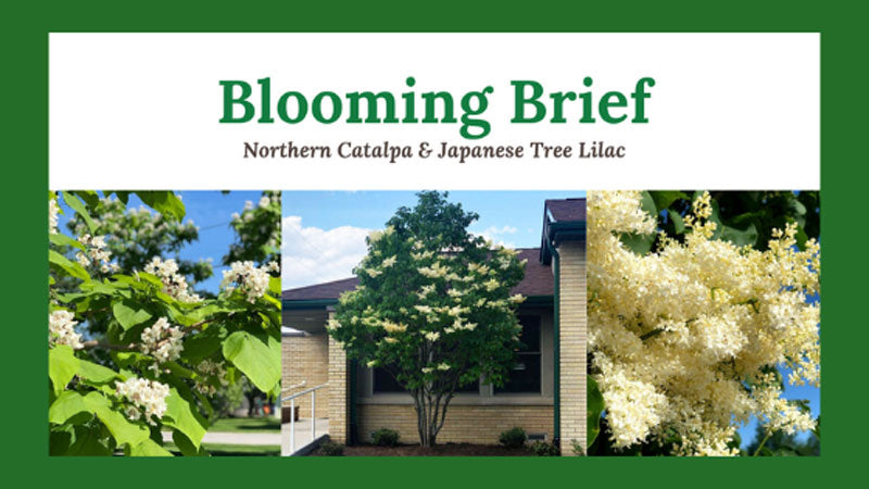 Blooming Brief: Northern Catalpa & Japanese Tree Lilac