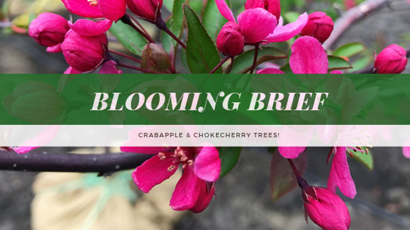 Blooming Brief: Crabapple & Chokecherry Trees