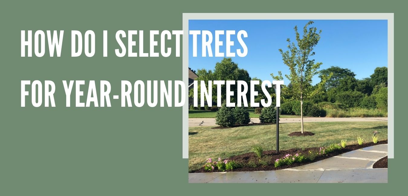 How do I Select Trees for Year-round Interest?