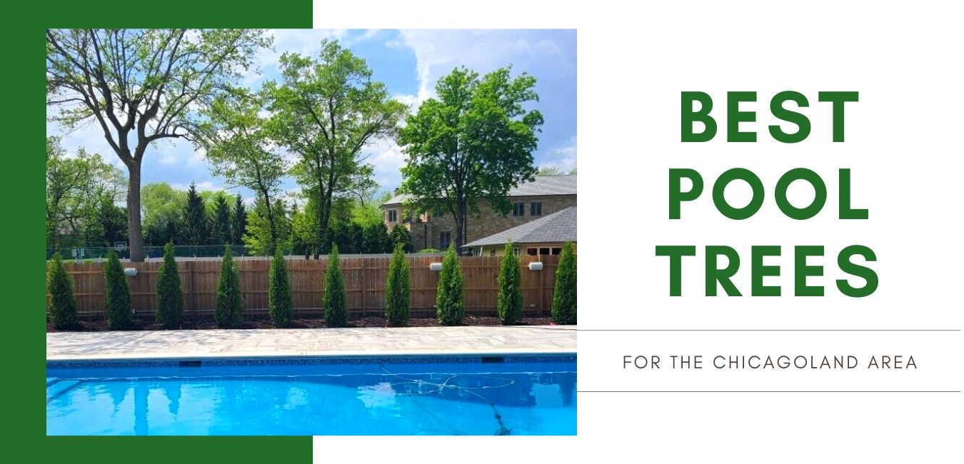 What are the best pool trees for the Chicagoland area?