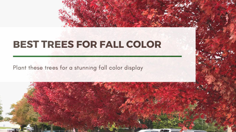 Best Trees to Plant for Fall Color