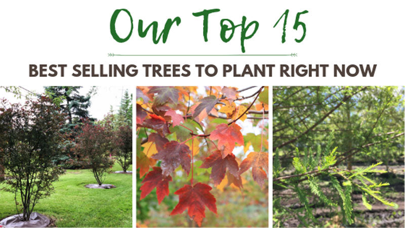 Our Top 15 Best Selling Trees