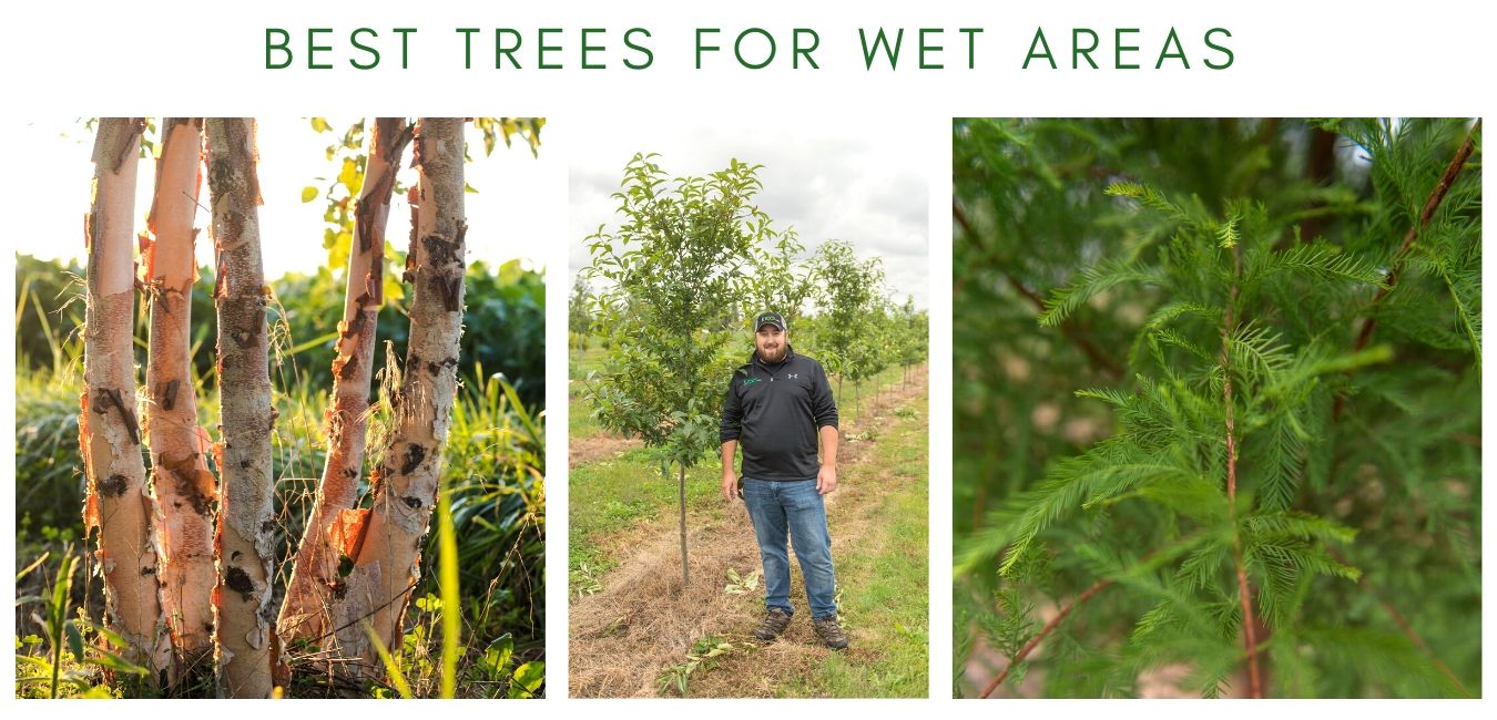 Best Trees for Wet Areas