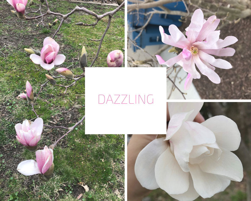 Blooming Brief- April 26th