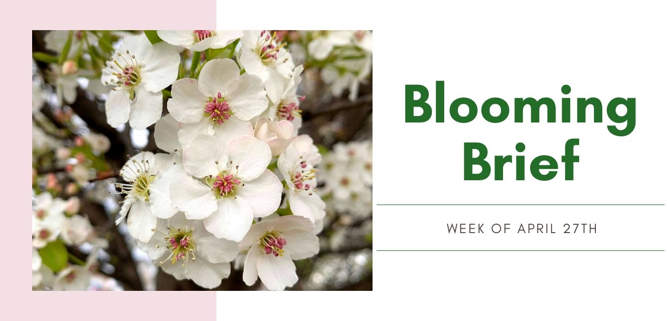 Blooming Brief Week of April 27th: Ornamental Pear, Serviceberry & Redbud