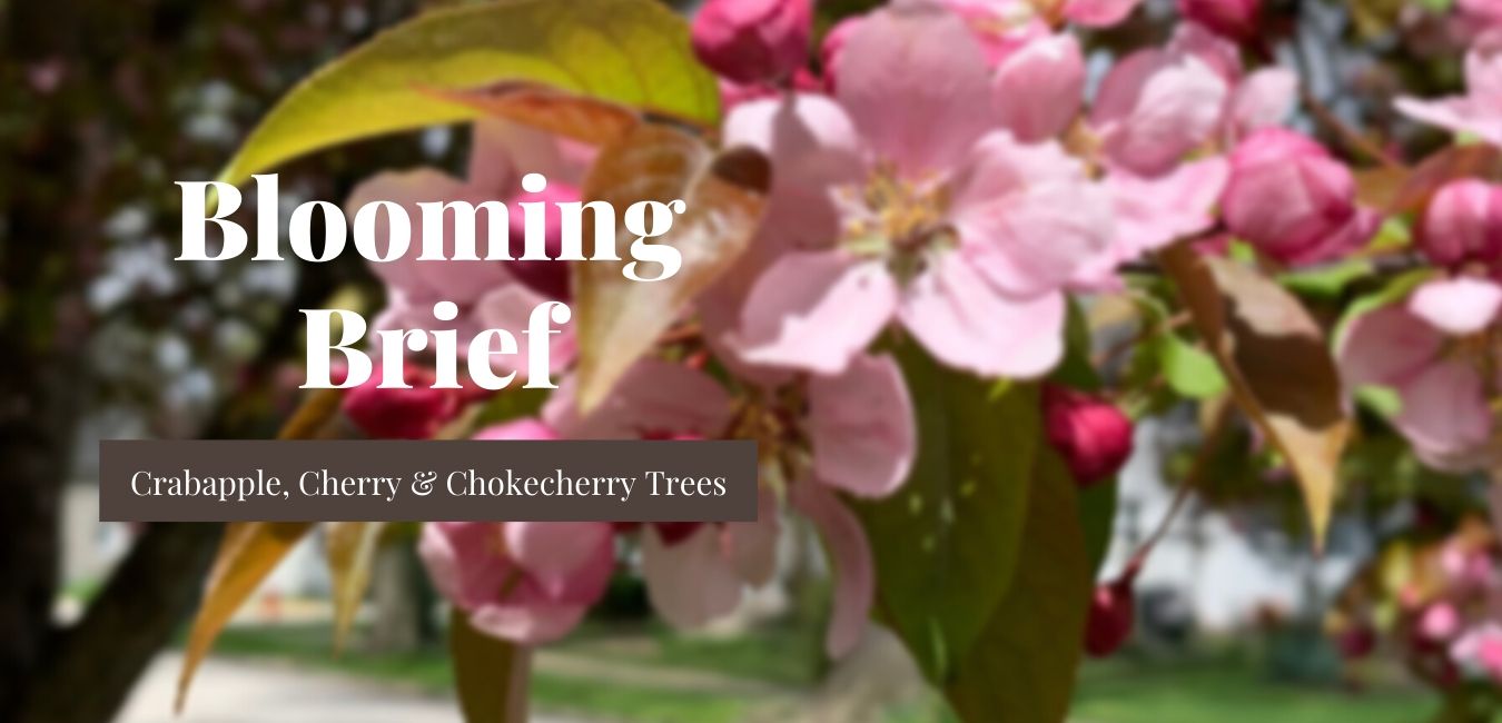 Blooming Brief Week of May 4th: Crabapple, Cherry & Chokecherry Trees