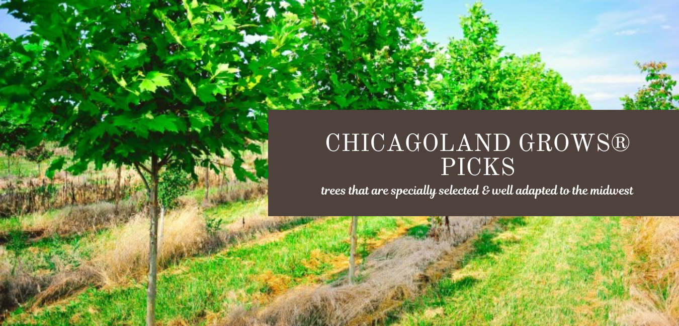 Chicagoland Grows® Tree Picks