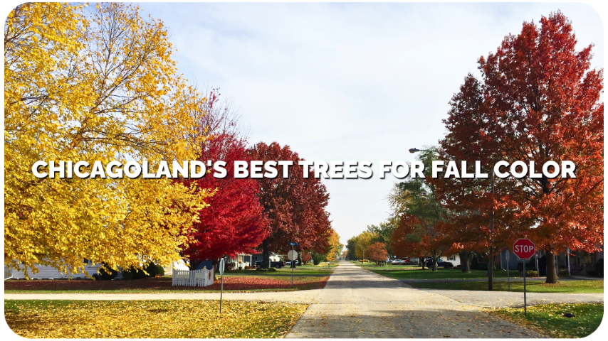 Chicagoland's BEST Trees for Fall Color