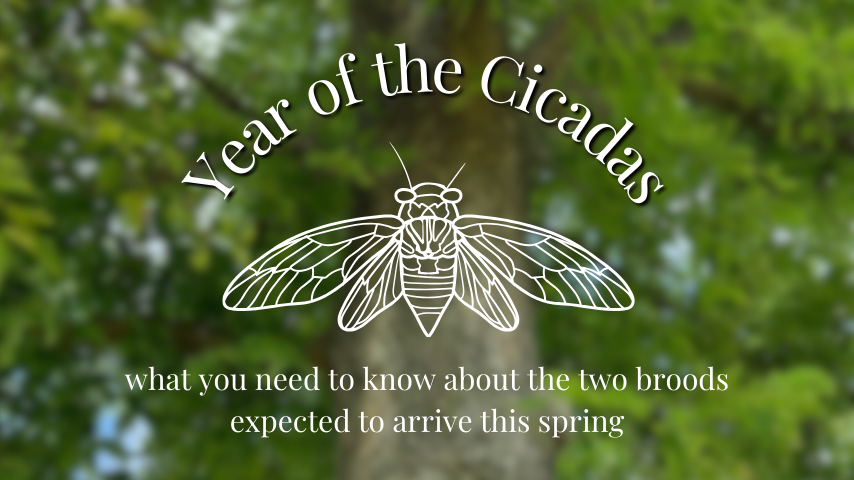 Year of the Cicada graphic of a cicada with its wings outstretched with a blurred out picture of a hackberry in the background.