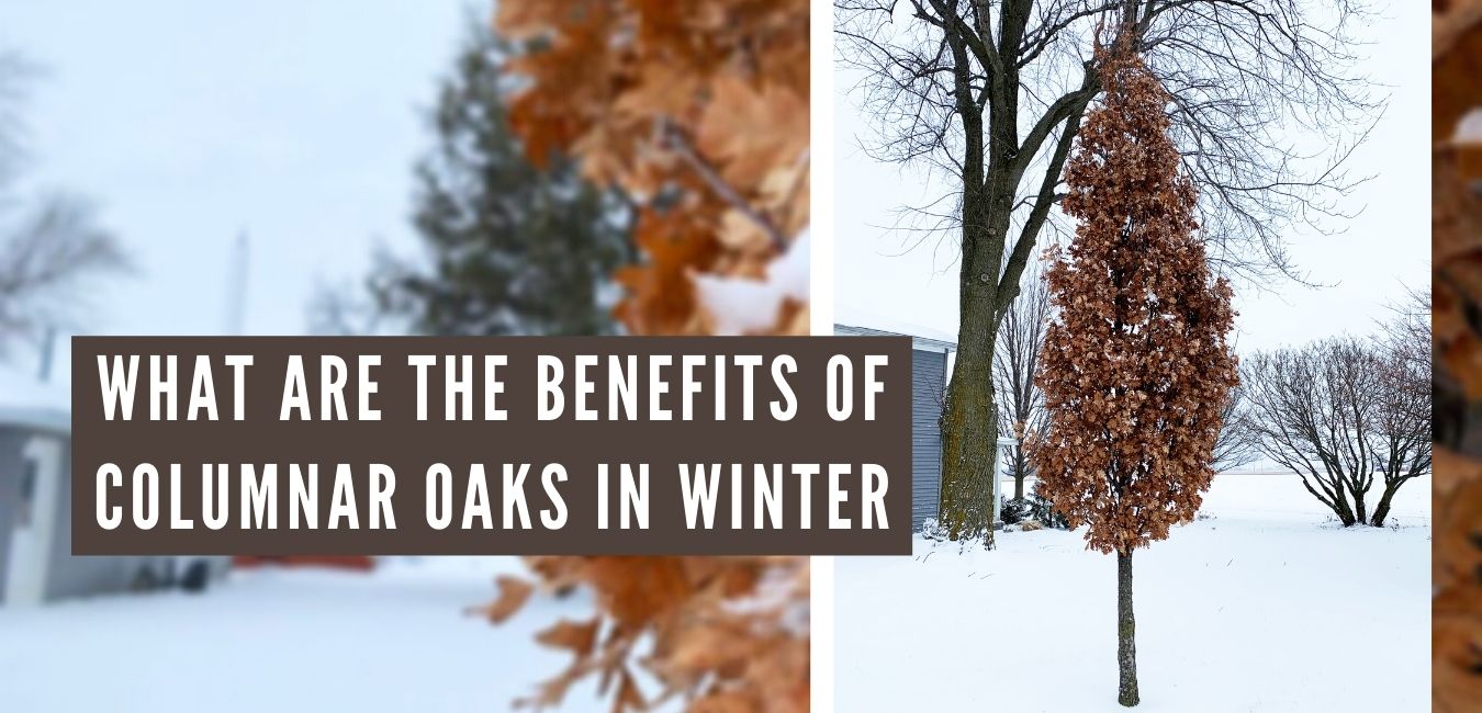 What are the Benefits of Columnar Oaks in Winter?
