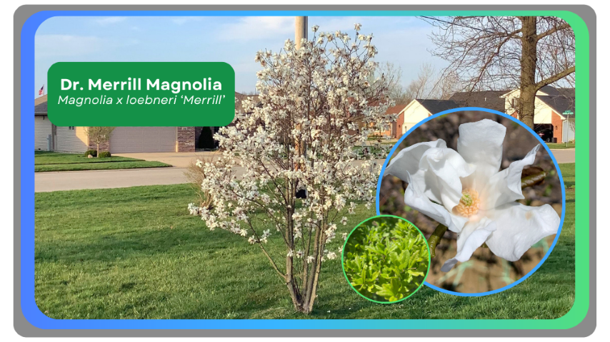 Tree Spotlight → Dr. Merrill Magnolia