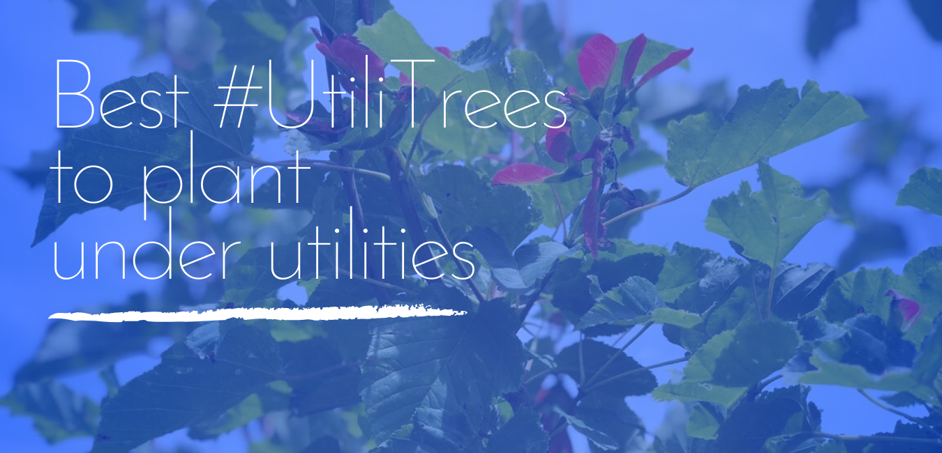 Best #UtiliTrees to Plant Under Utilities