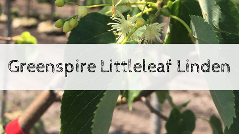 Tree of the Week: Greenspire Littleleaf Linden
