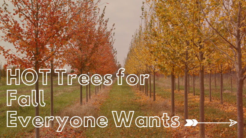 HOT Trees for Fall Everyone Wants! RUN!