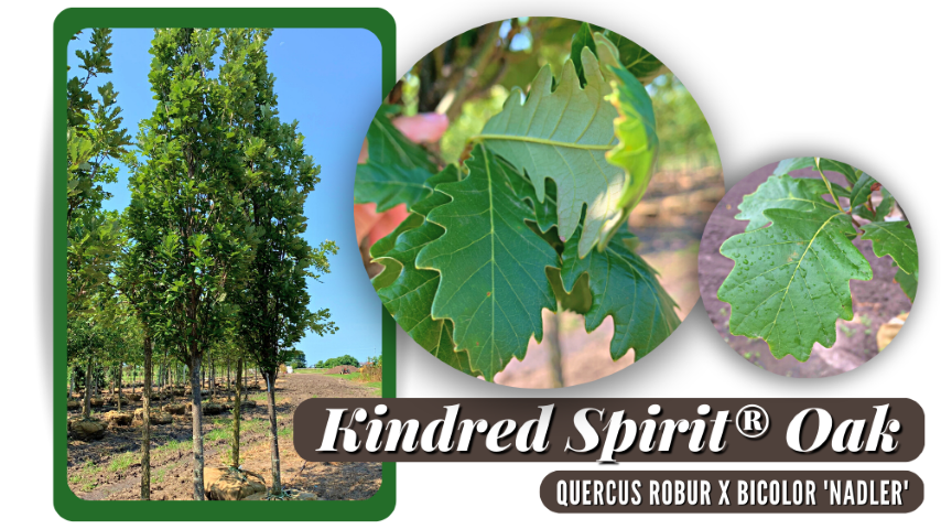 Tree Spotlight → Kindred Spirit® Oak