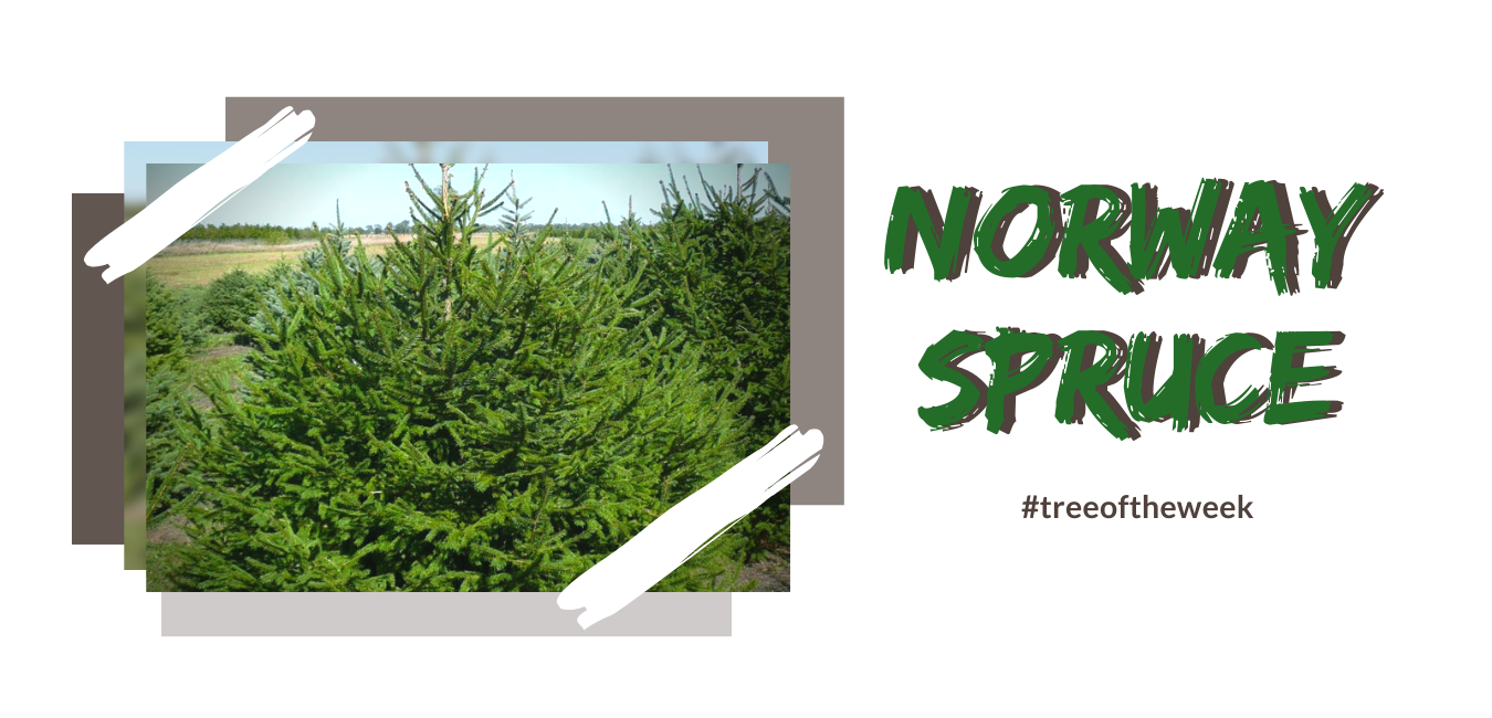 Tree of the Week: Norway Spruce