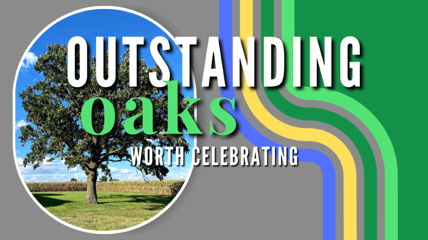 Outstanding Oaks Worth Celebrating