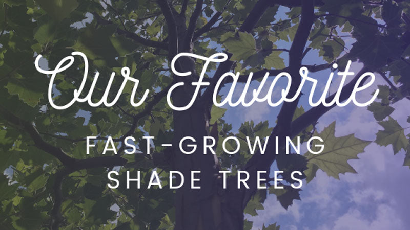 Our Favorite Fast-Growing Shade Trees