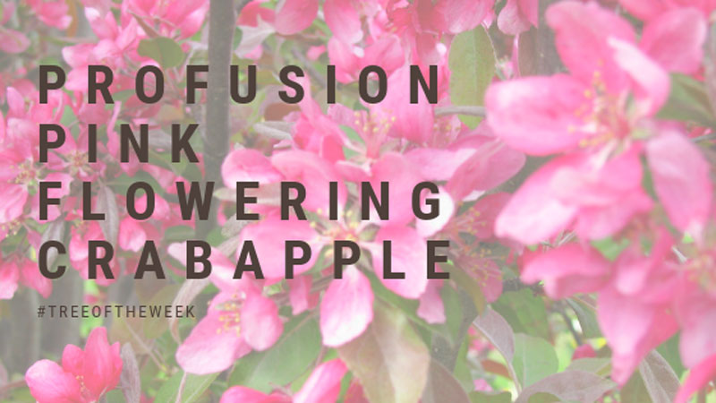 Tree of the Week: Profusion Pink Flowering Crabapple