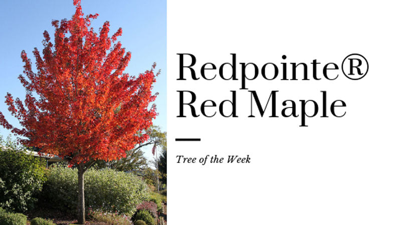 Tree of the Week: Redpointe® Red Maple
