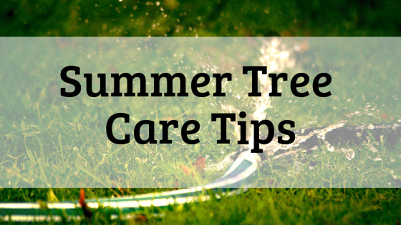 Summer Tree Care Tips