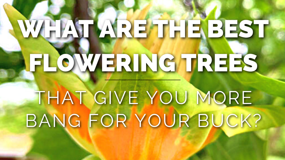 What Are the Best Flowering Trees that Give You More Bang for Your Buck?