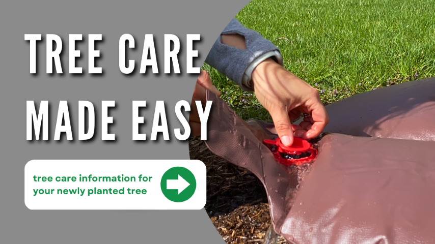 Tree Care Information for Your Newly Planted Tree