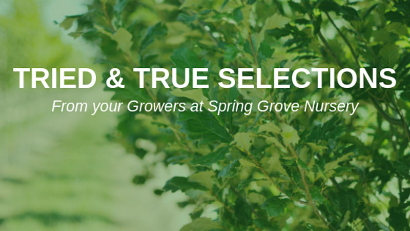 Grower Talk- Grower's Picks