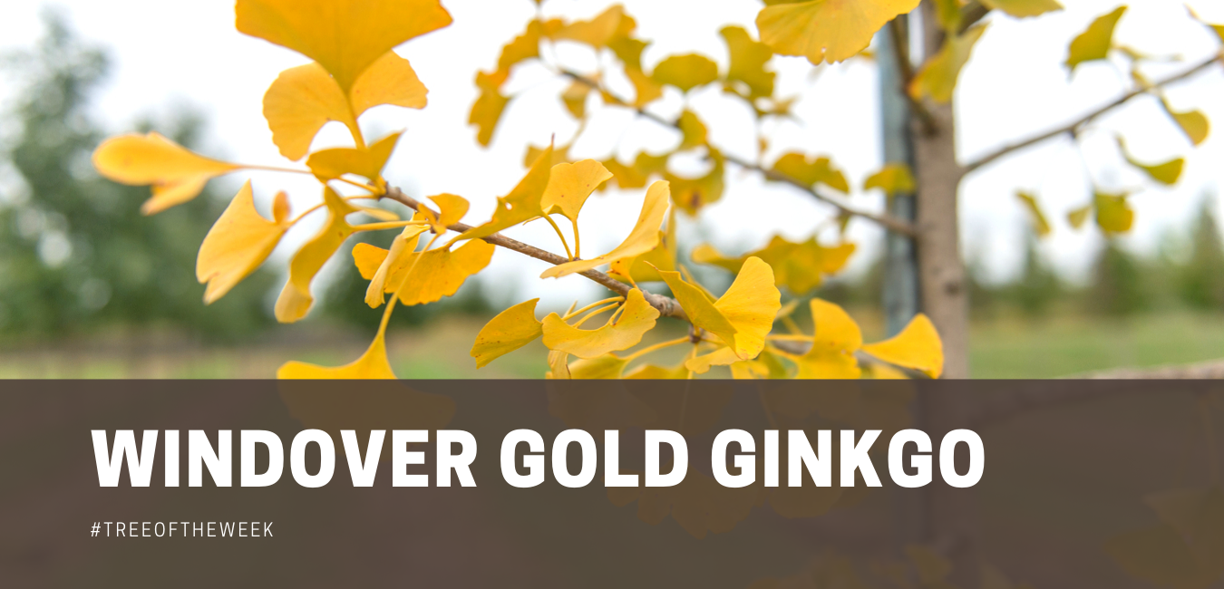 Tree of the Week: Windover Gold Ginkgo