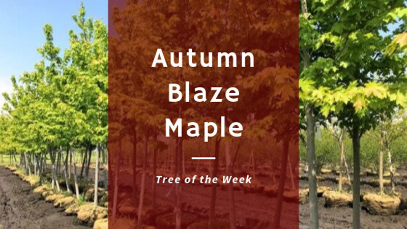 Tree of the Week: Autumn Blaze Maple