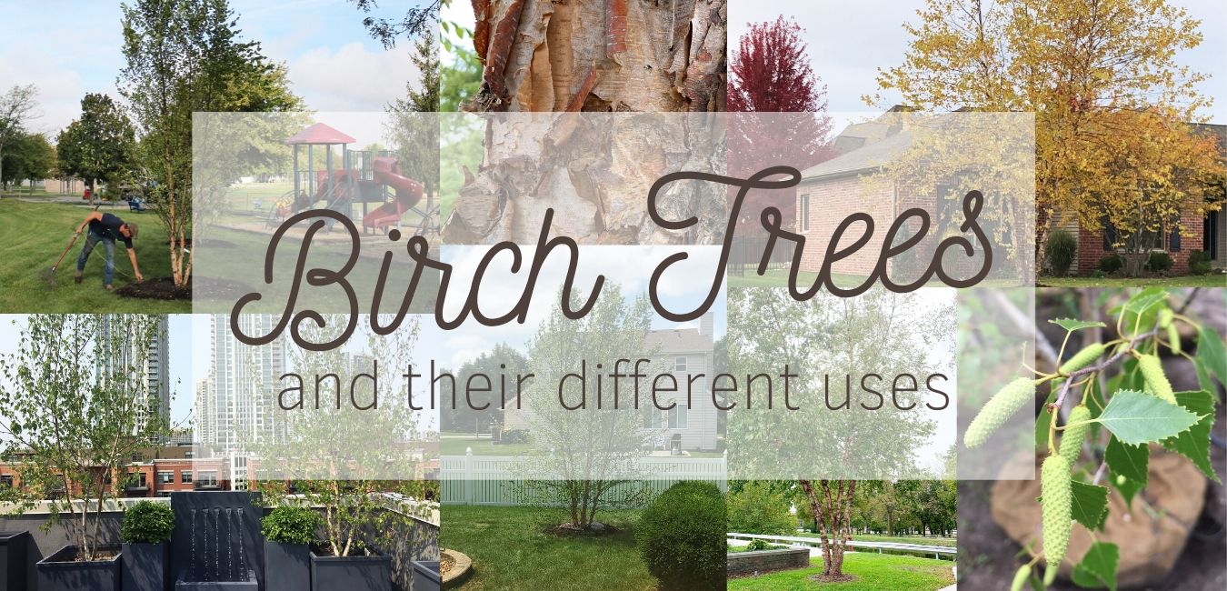 What are the best uses for Birch Trees?
